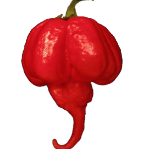 produto - pimenta habanero pura