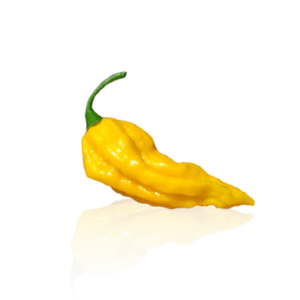 produto - pimenta trinidad scorpion moruga